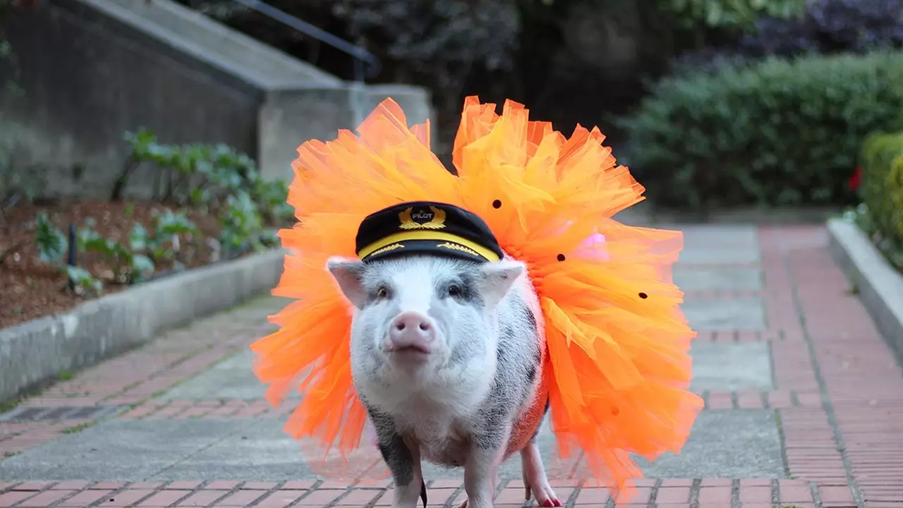 Us presentem a LiLou, la porqueta que us dóna la benvinguda a l'aeroport de San Francisco