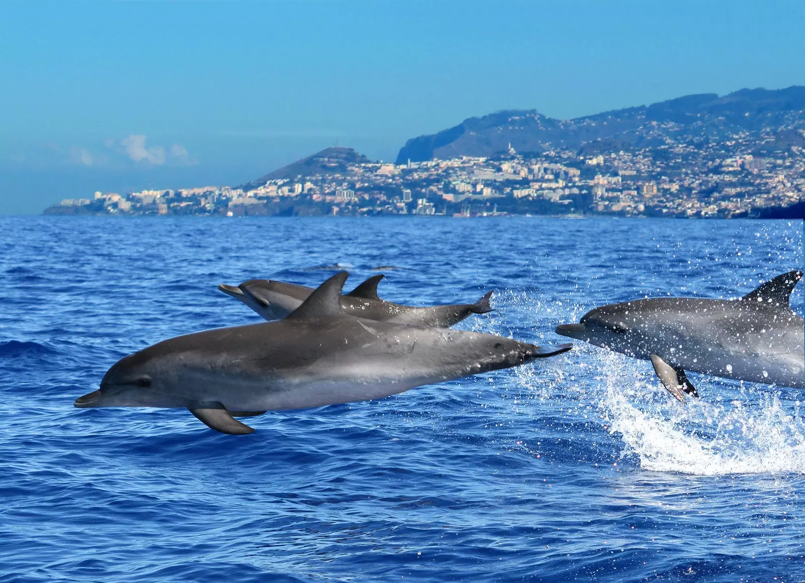 Pomboo wanaogelea katika Atlantiki karibu na Madeira