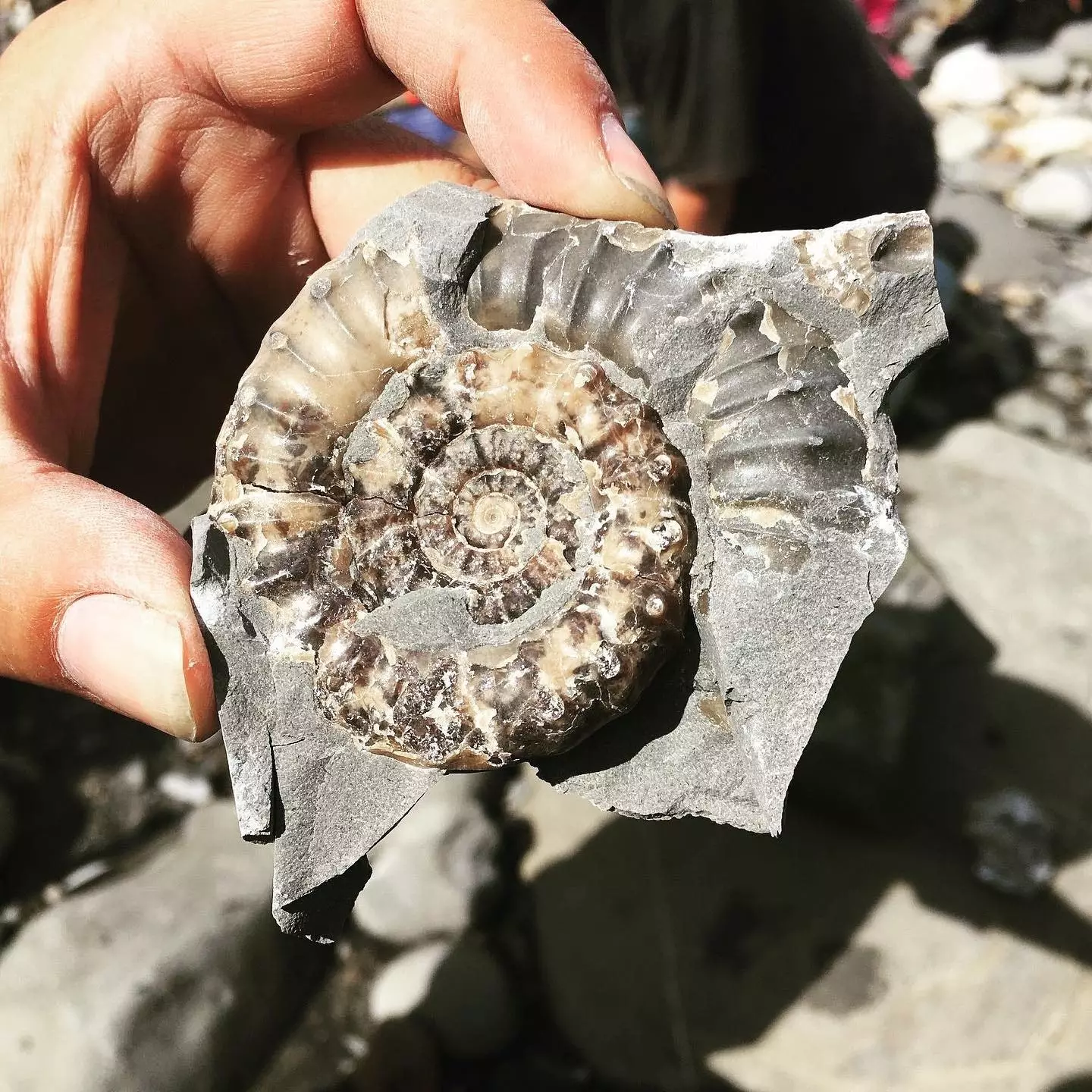 ammonite