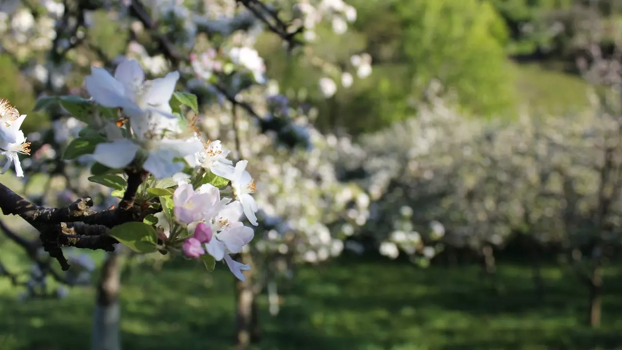 Fem tolkade vägar för att se blomningen (och mossorna)