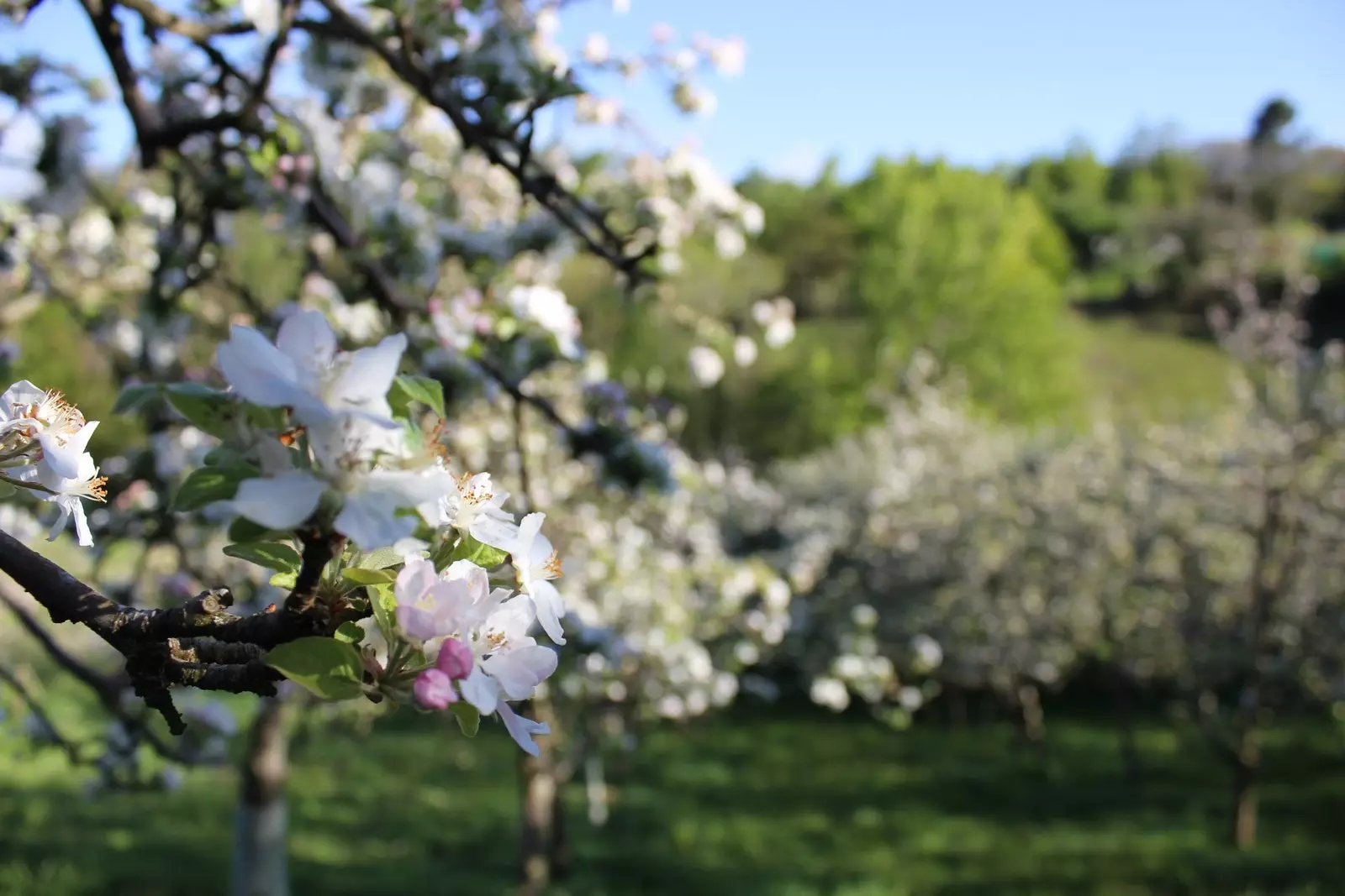 Blomstring av epletreet i den asturiske ciderregionen.