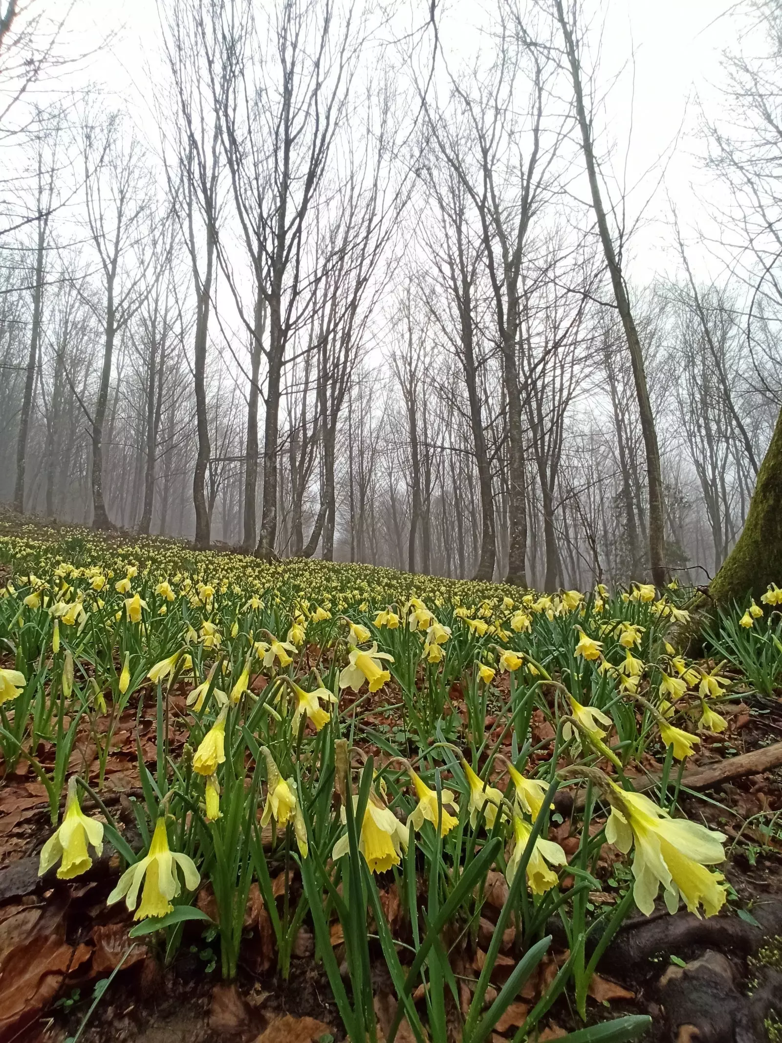 Blomstring af påskeliljer i Cantabria.