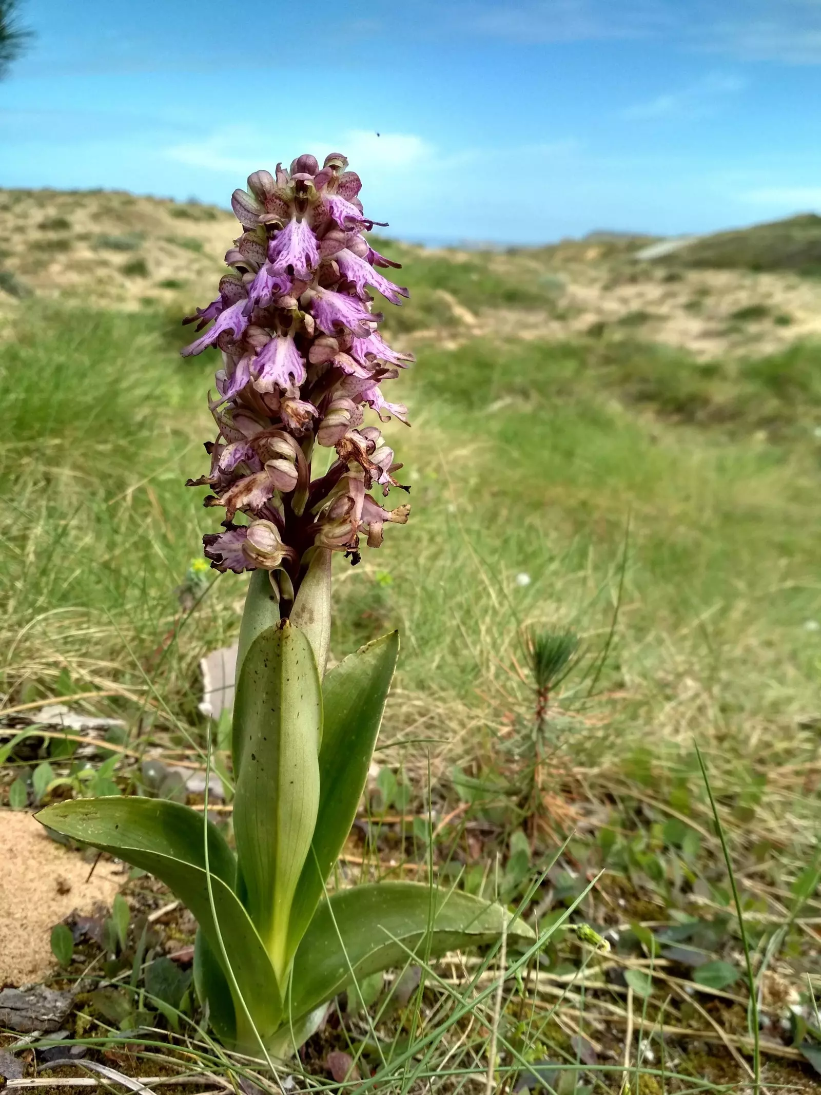 Orkidé i naturparken Liencres Cantabria.