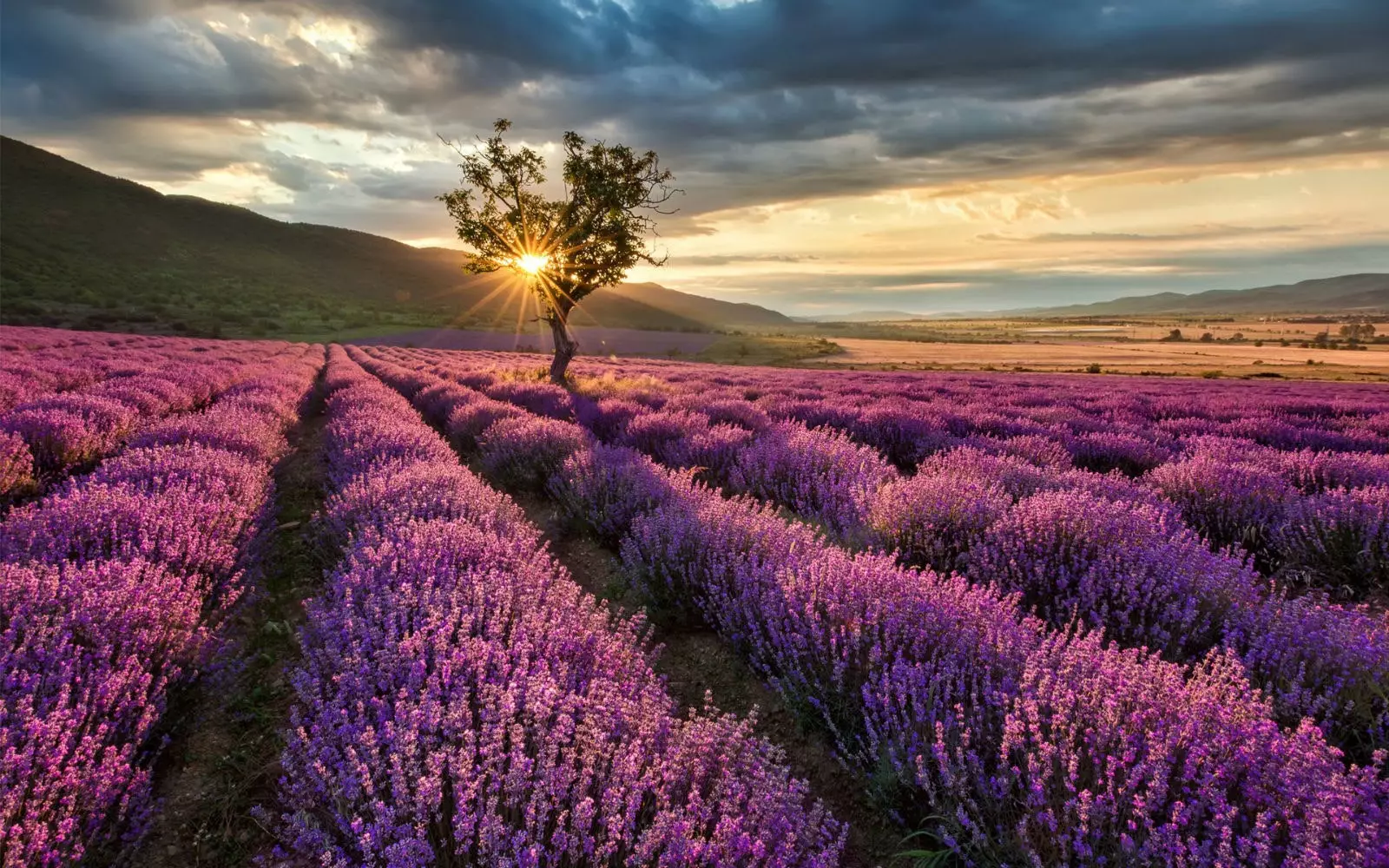 Provence je v Alcarrii.