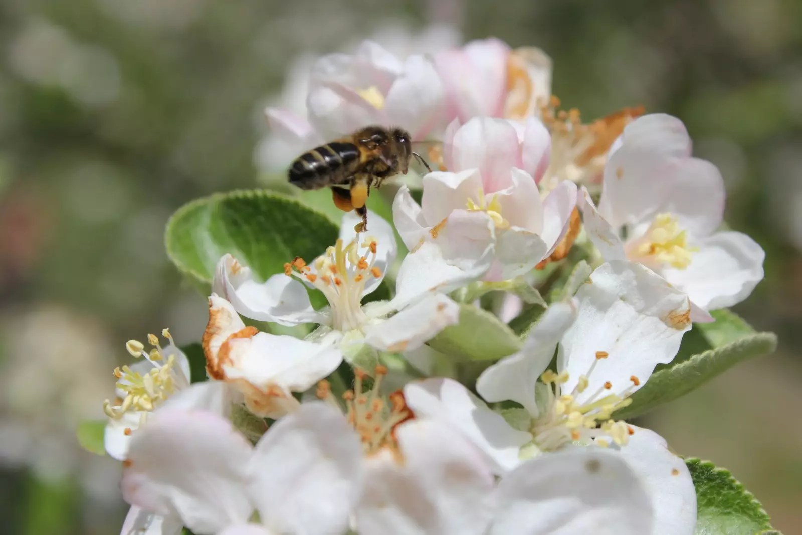 Asturiya Cider Regionunda alma ağacının çiçəklənməsi.