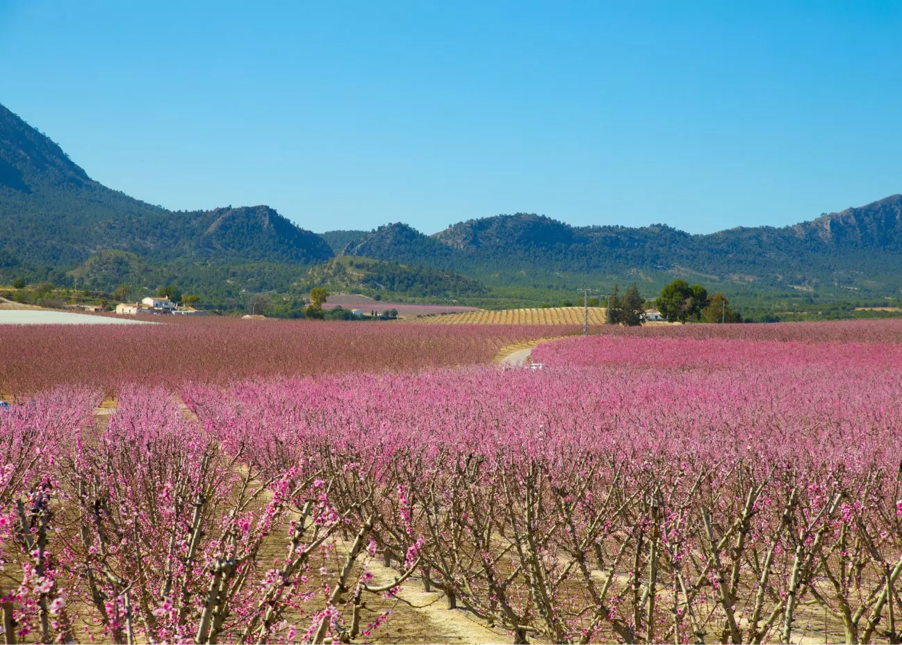 Blummen vum Cieza Land vun der Peach zënter dem 3. Joerhonnert.