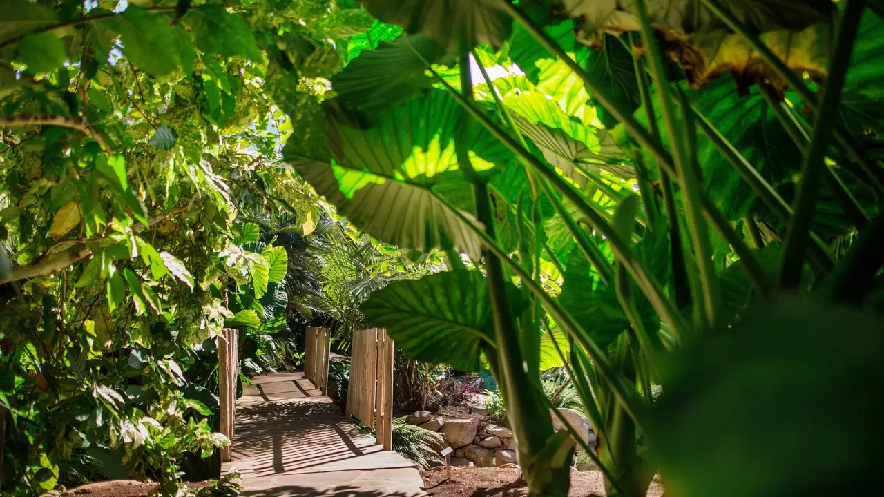 El Palmetum: eng gréng Oasis zu Santa Cruz de Tenerife