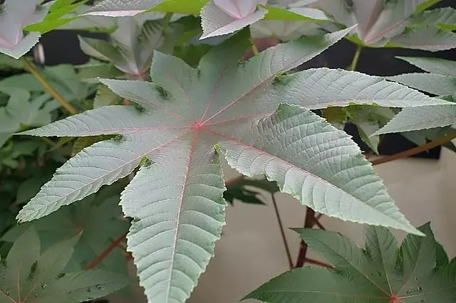 Devil Fig Tree