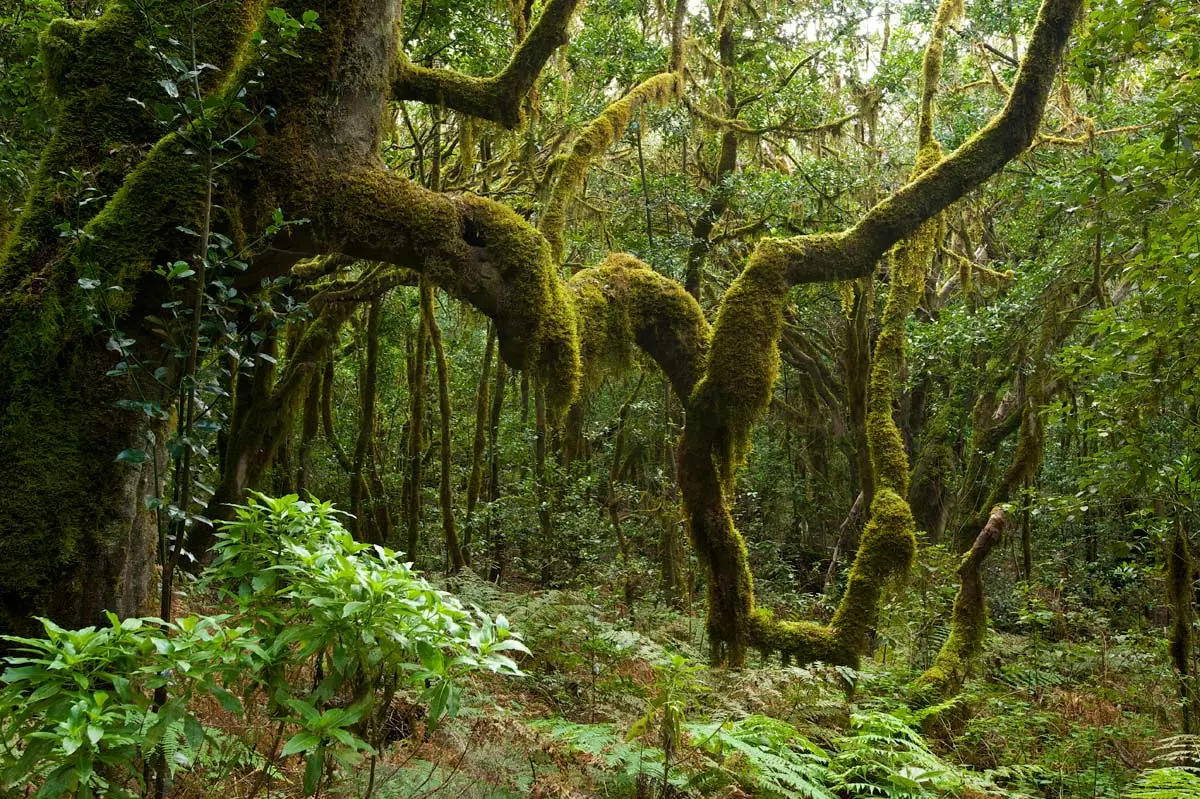 Parcs naturels de Garajonay