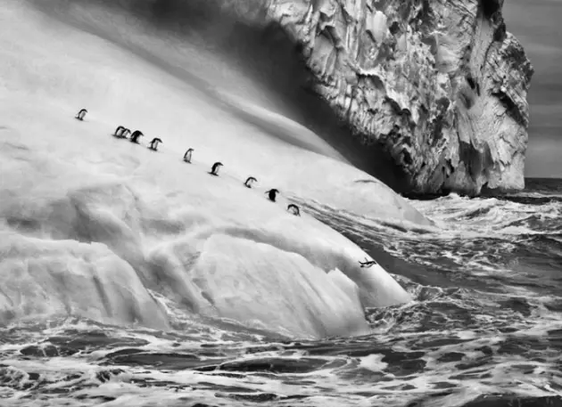 Sebastians Salgado