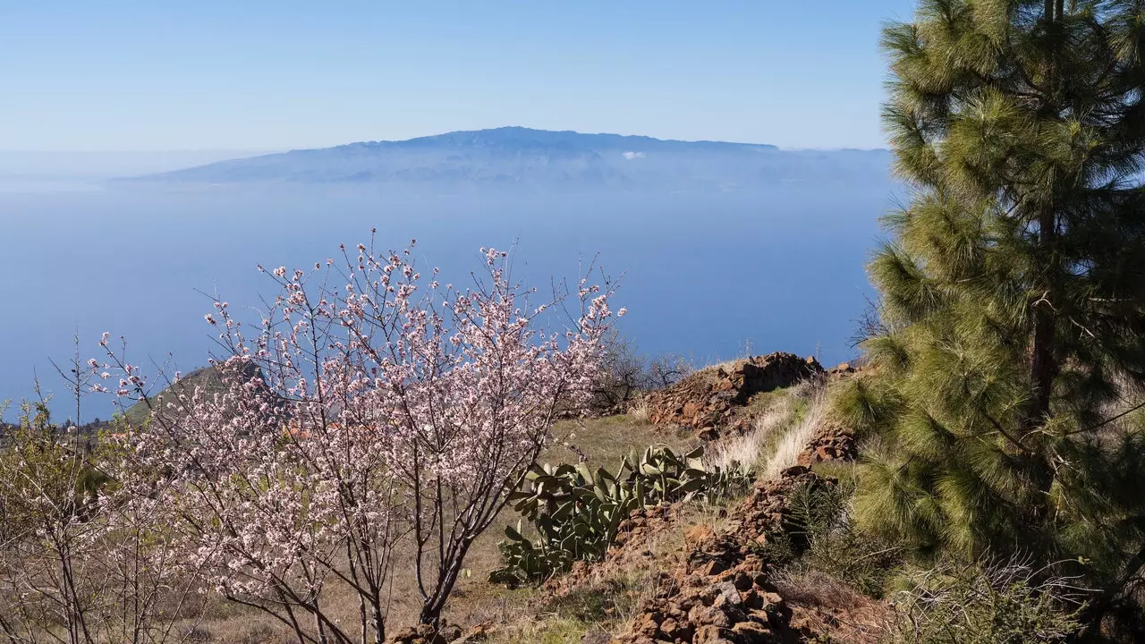 Almond trees in bloom: the secret of Canarian winters