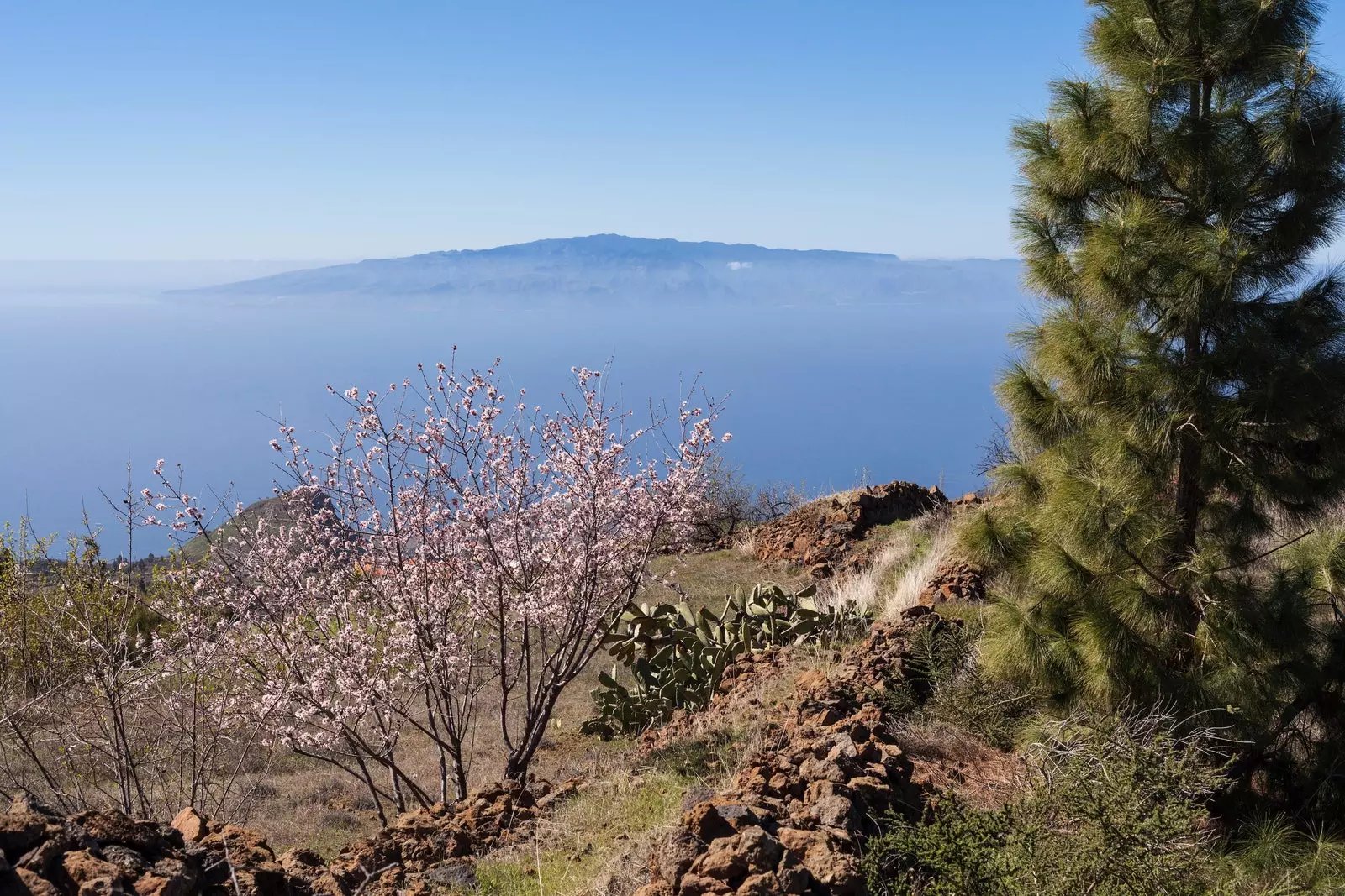 Leið Santiago del Teide möndlutré í blóma vel skipulögð