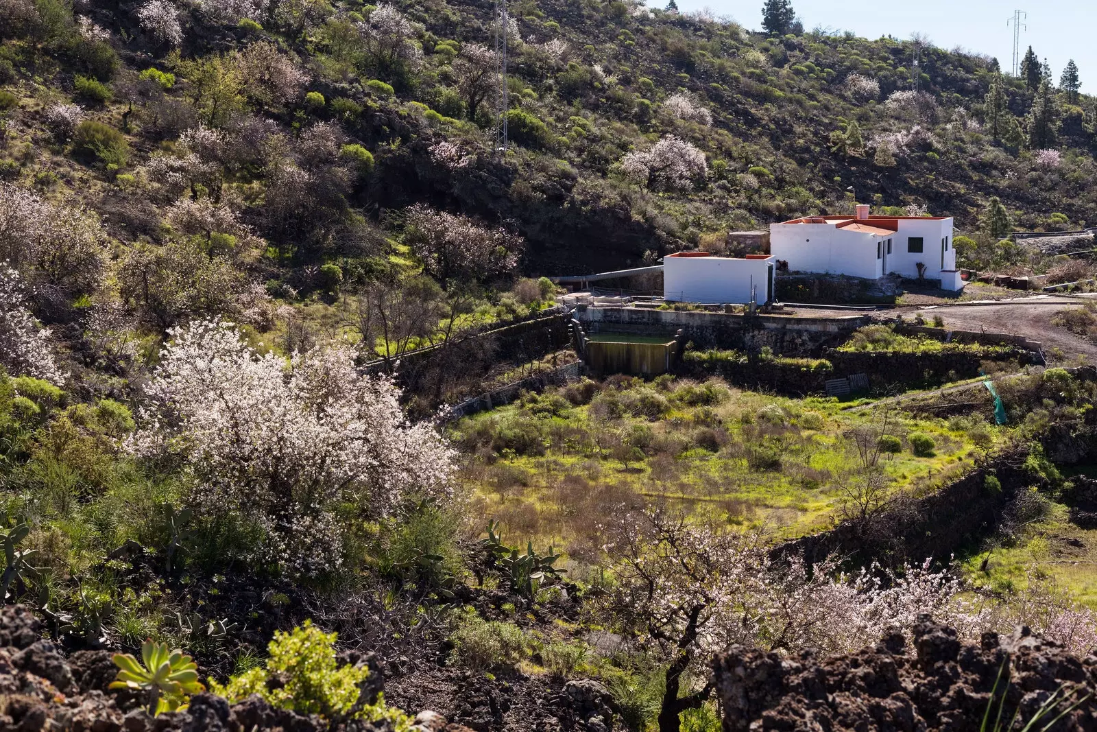 Blossom Almond i gcomharsanacht Arguayo Tenerife