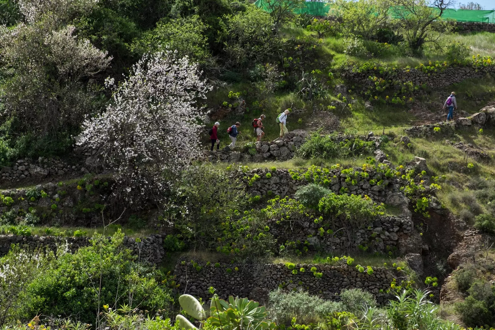 Almond trees in bloom in Tenerife