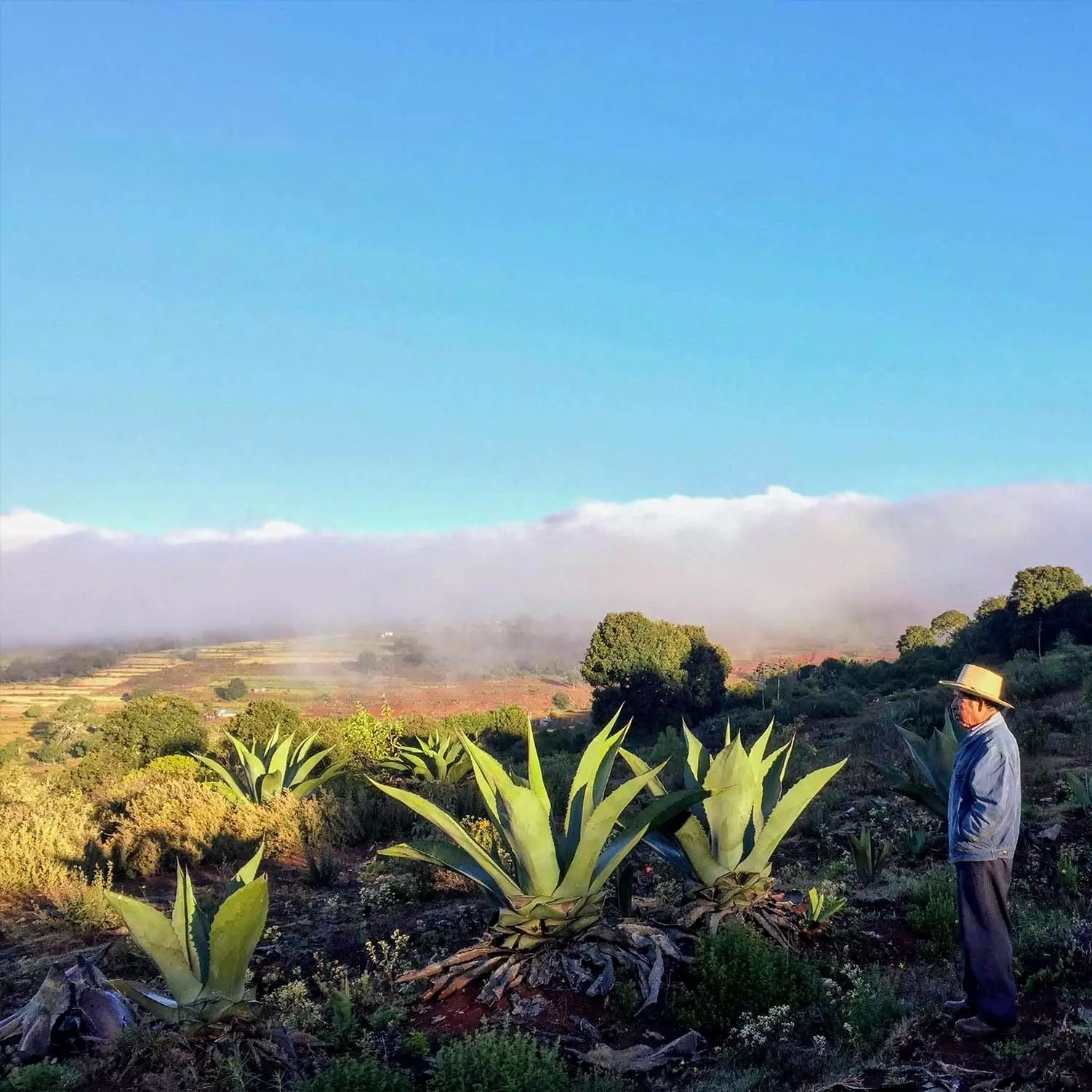 Mann kuckt op Agave a Mexiko