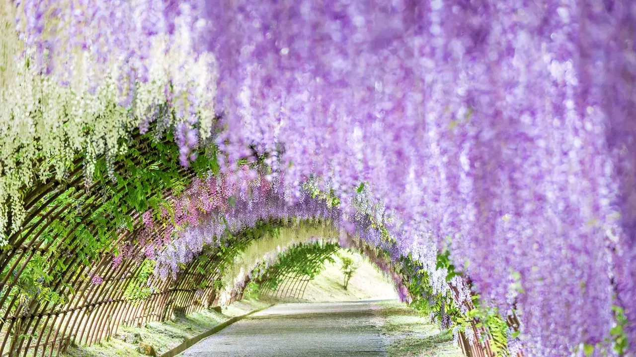 Japan klär sig i blommor: var kan man se blåregn