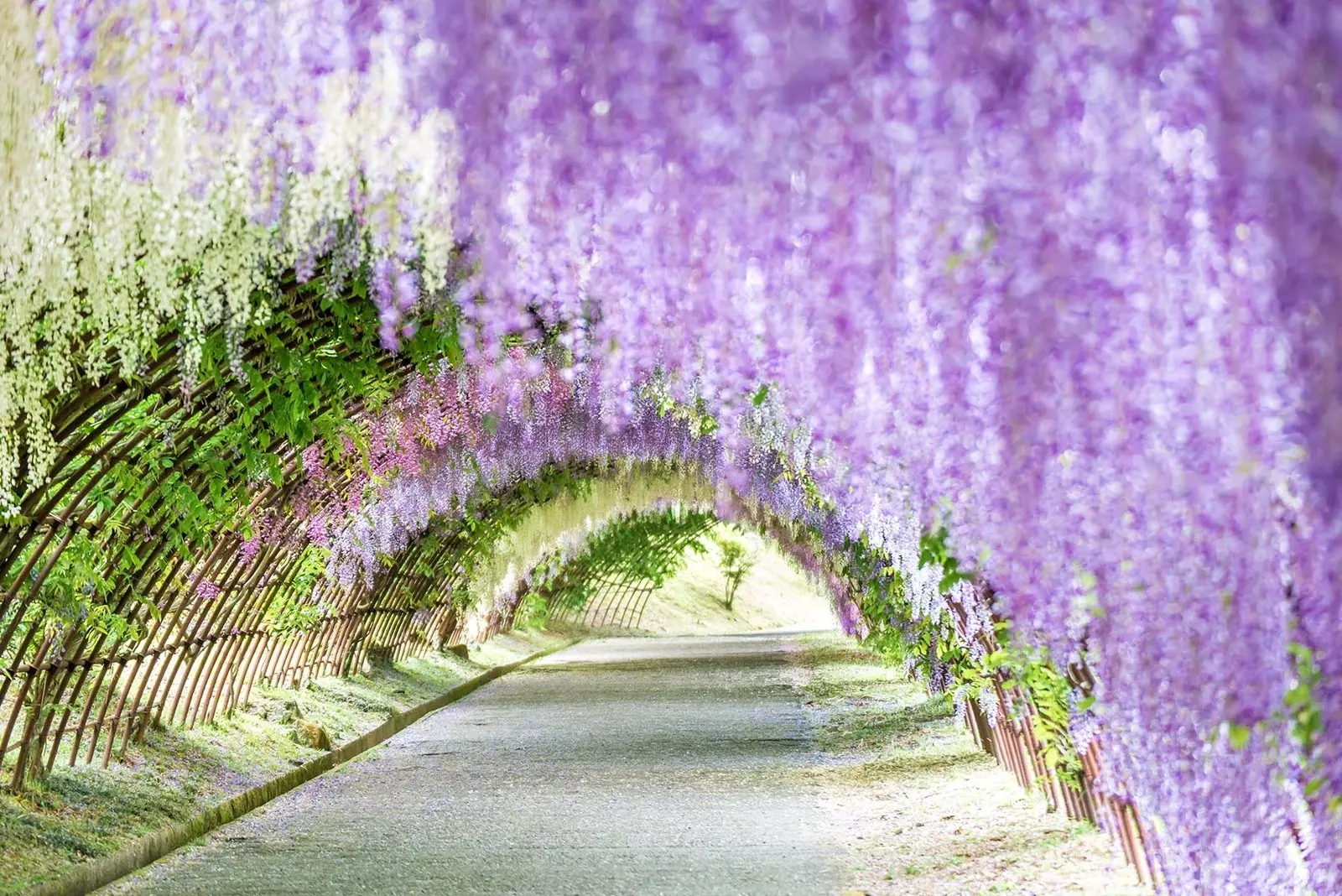 Kävelemmekö tämän romanttisen wisteriatunnelin läpi