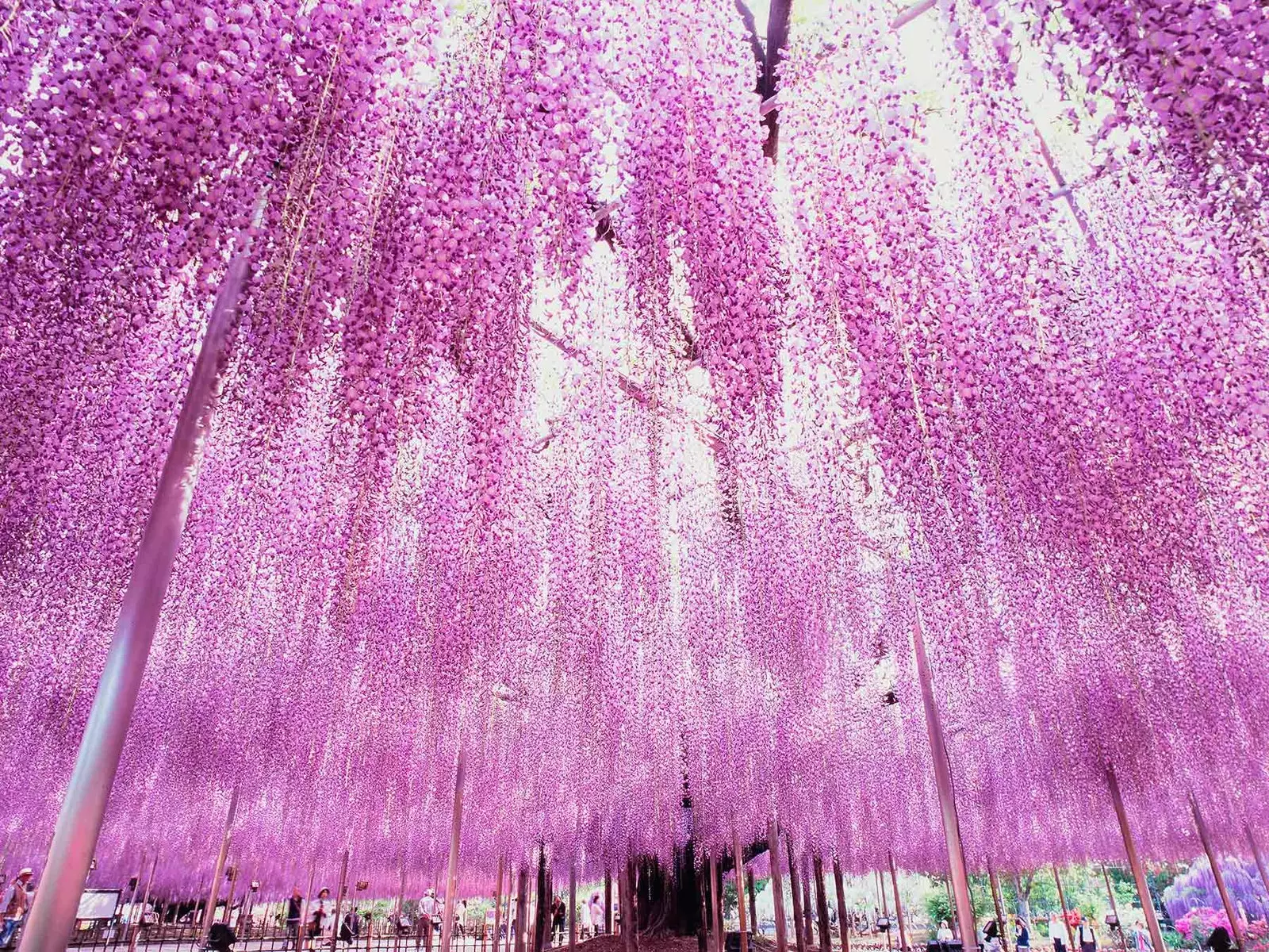 Wisteria v parku Ashikaga