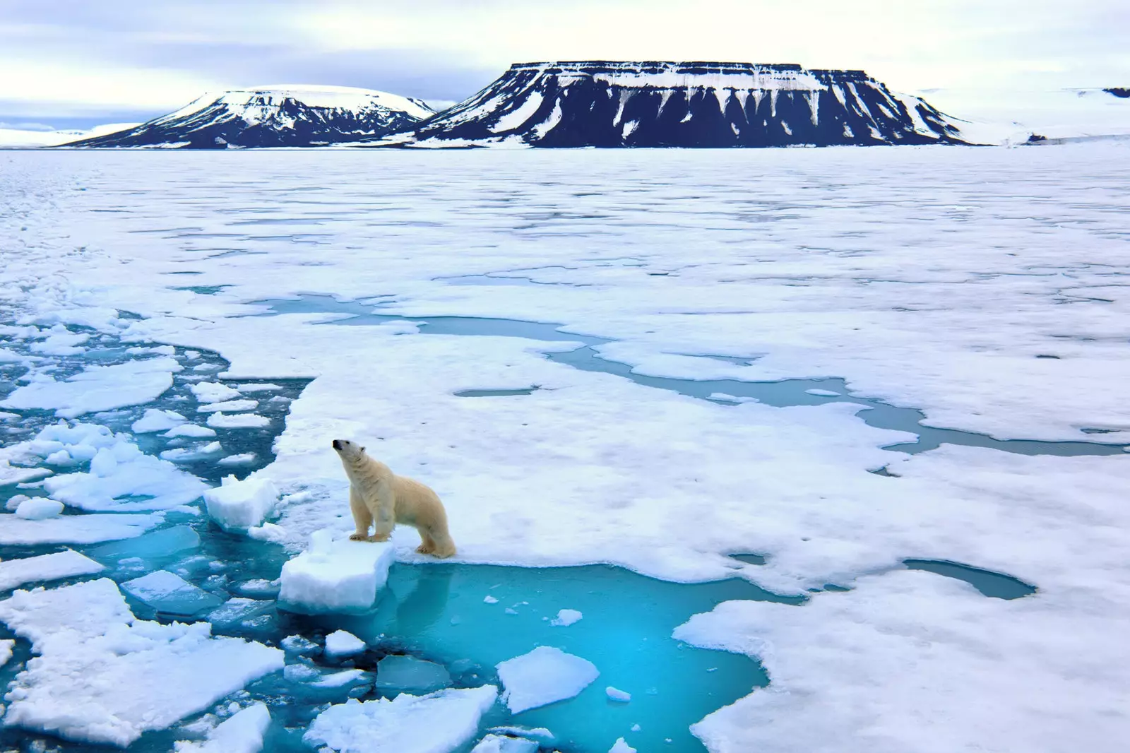 Urso polar em Svalbard