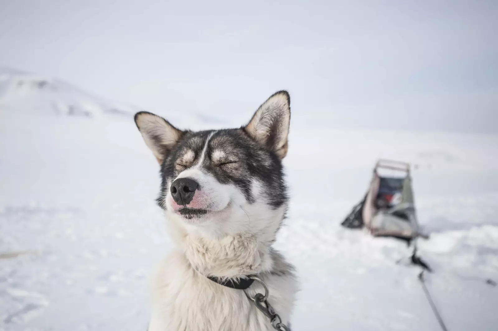 Penarik kereta luncur anjing di Svalbard