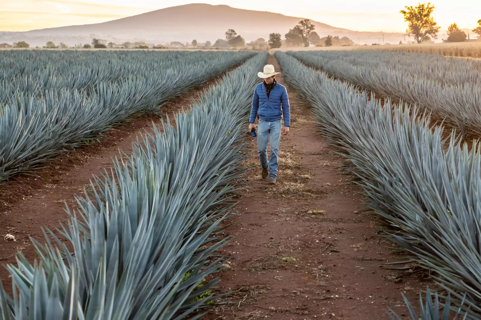 Jalisco'da mavi agav.