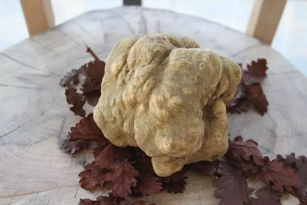 Truffle hitam atau putih adalah kemuncak menu Itali yang sempurna