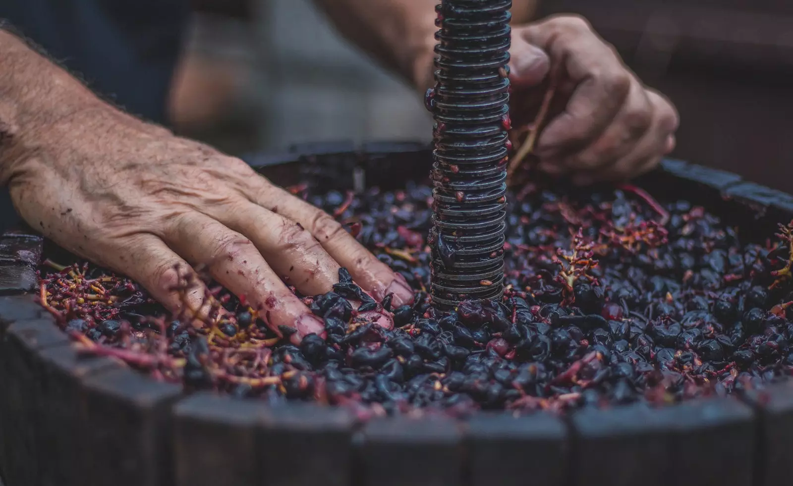 Avec les mains travaillant le raisin