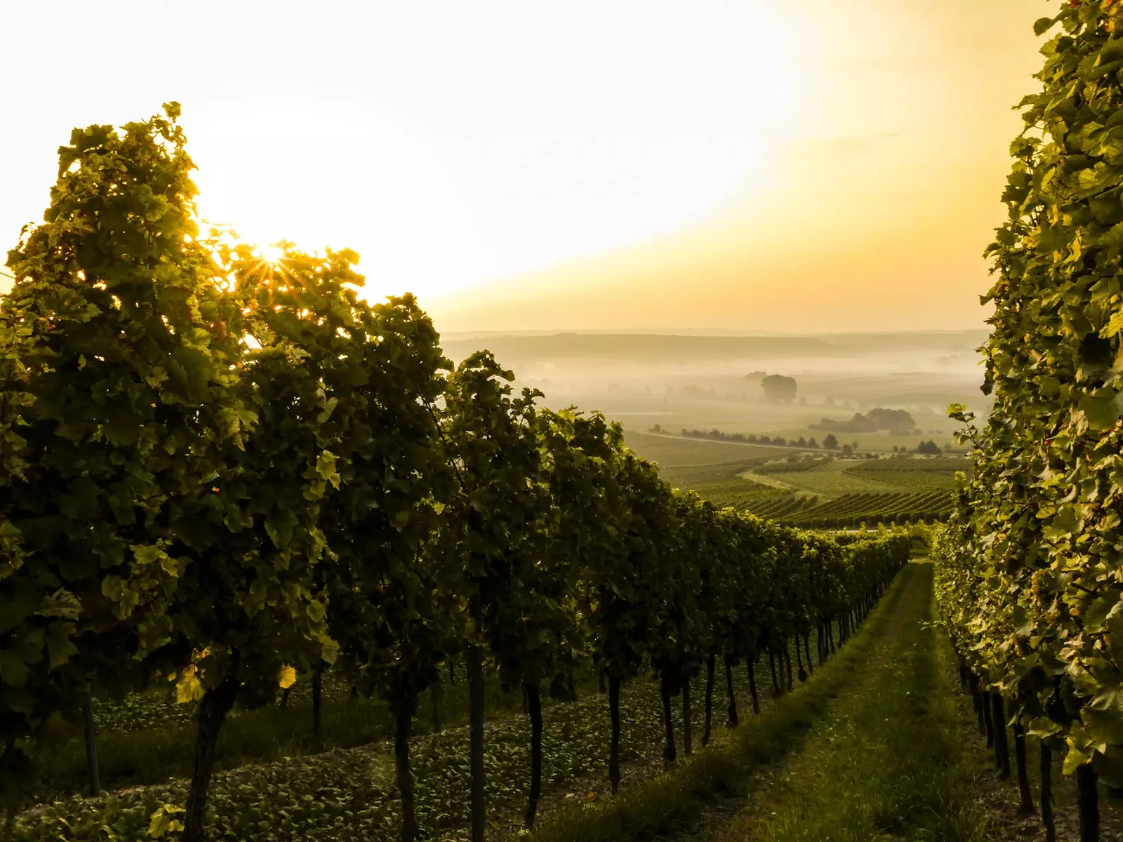 La terra e le vigne all'origine di tutto