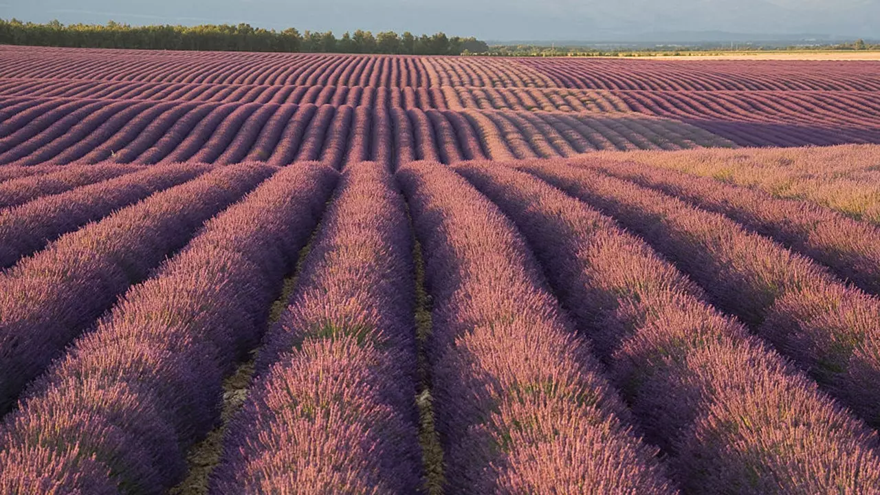 Lavanda öö: kogemus, mida ootasite