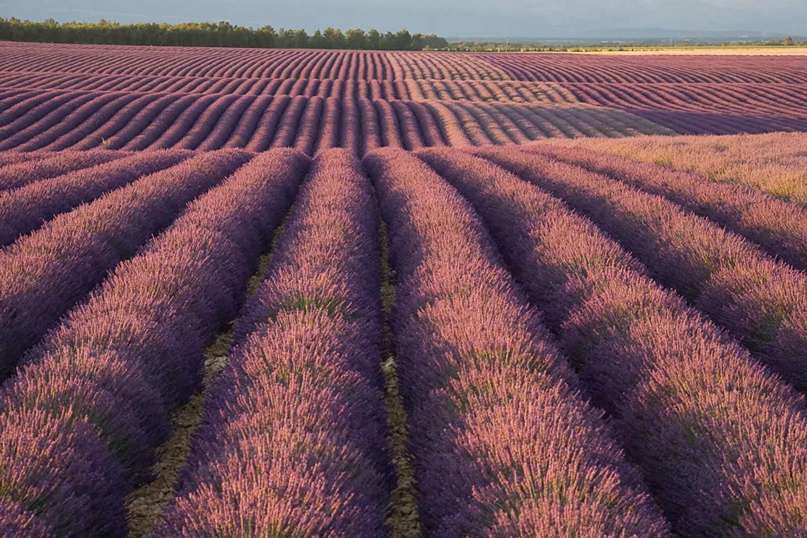 Những cánh đồng ở Brihuega sẽ khuất phục trước trải nghiệm Đêm Lavanda