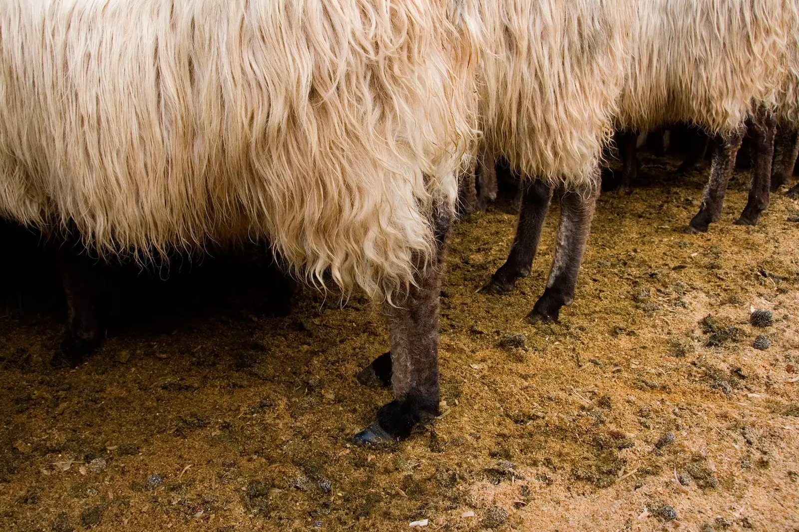 menhaden sheep