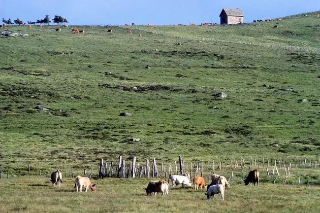 Լաուրիոլ