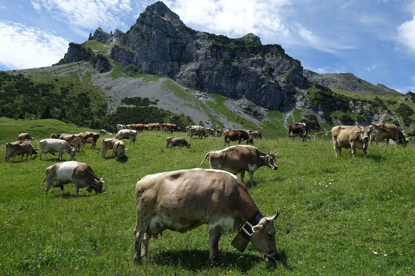 Vacas felizes e a quem devemos QUEIJO SUÍÇO