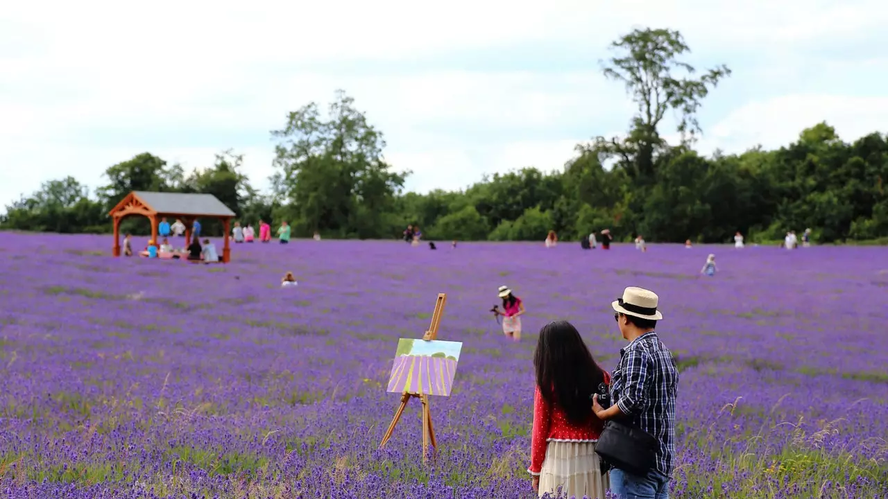 Tá an fheirm lavender is áille ar domhan i Londain