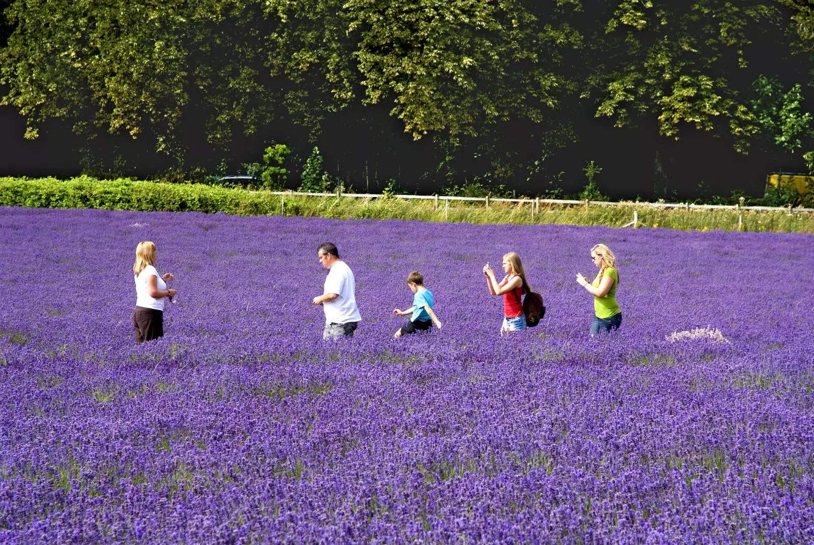 Siúlóid trí na páirceanna lavender faoi bhláth.