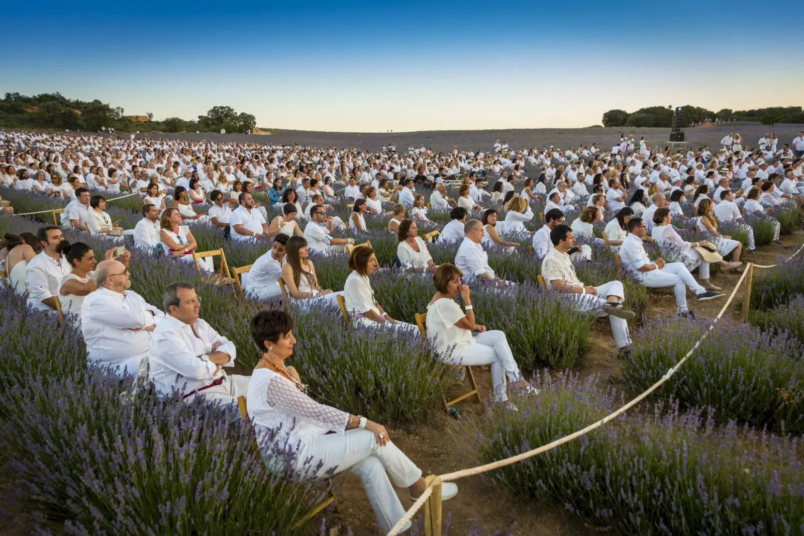 L-għelieqi tal-lavanda jistennewk.