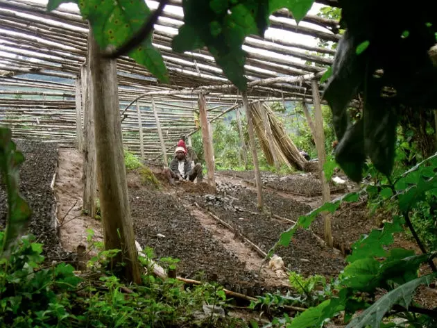 ladang teh