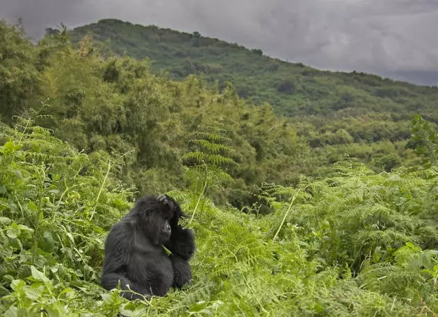 Jälgi gorillasid Bwindis