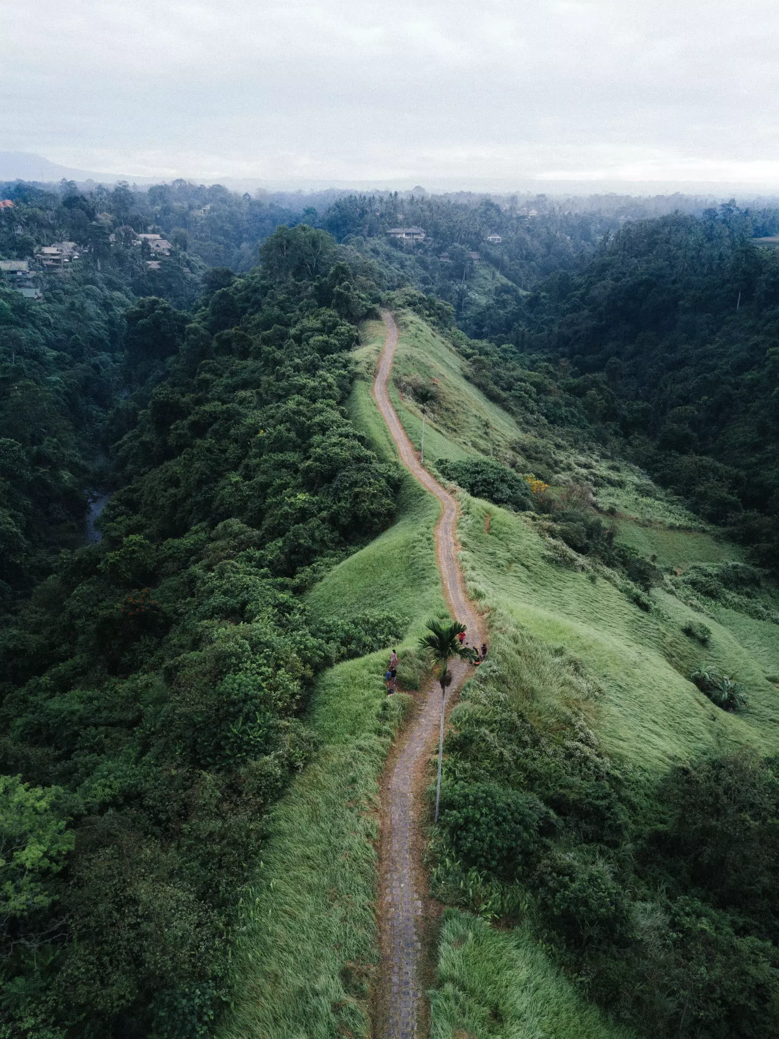 Le foreste sono i grandi polmoni del mondo.