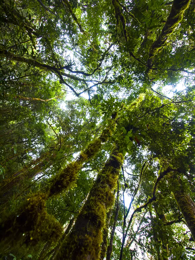 Selva ao redor do rio Savegre