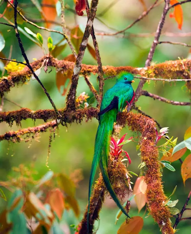 Fënnef Plazen glécklech an Costa Rica