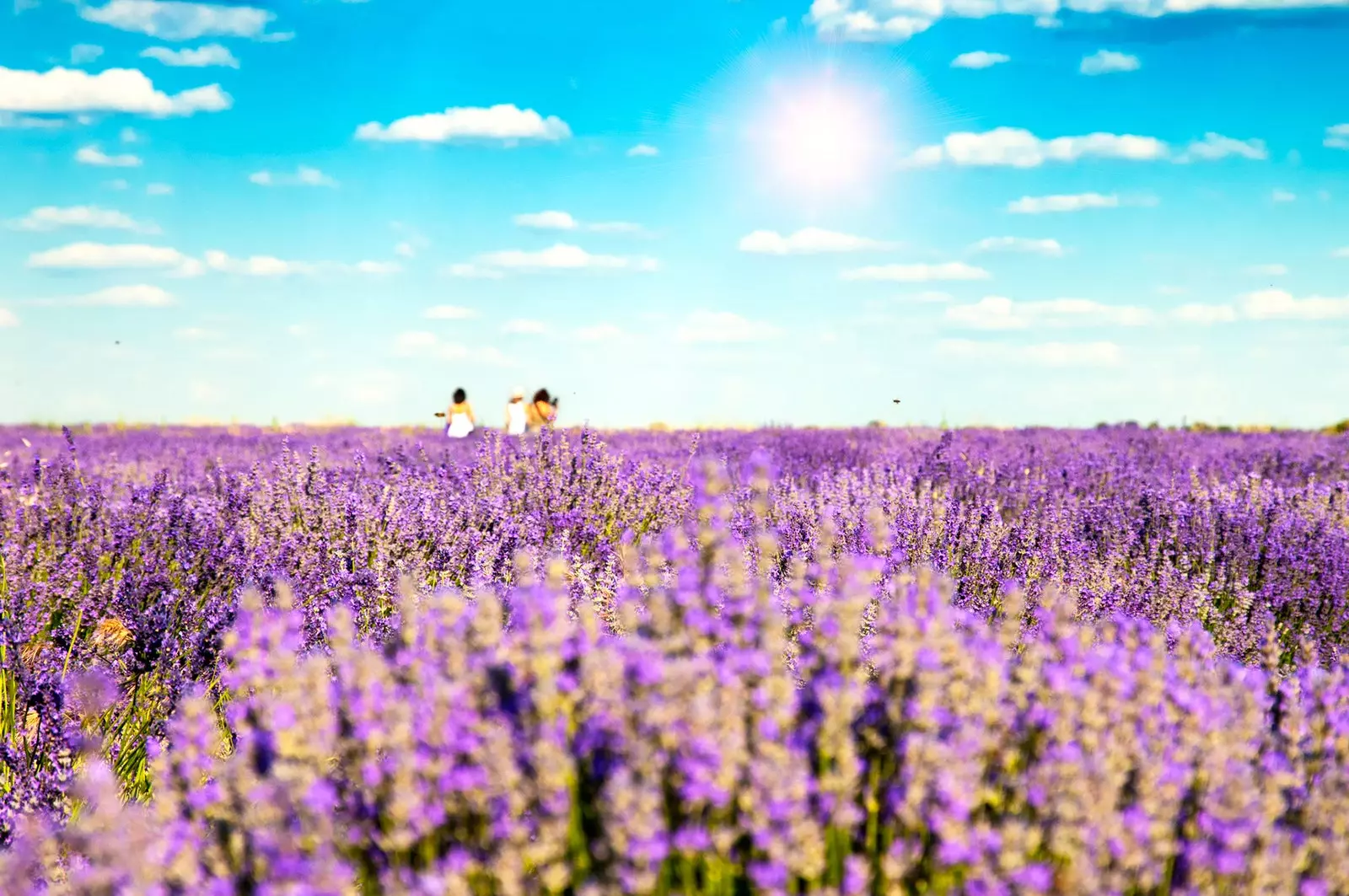 Brihuega Lavendel Felder