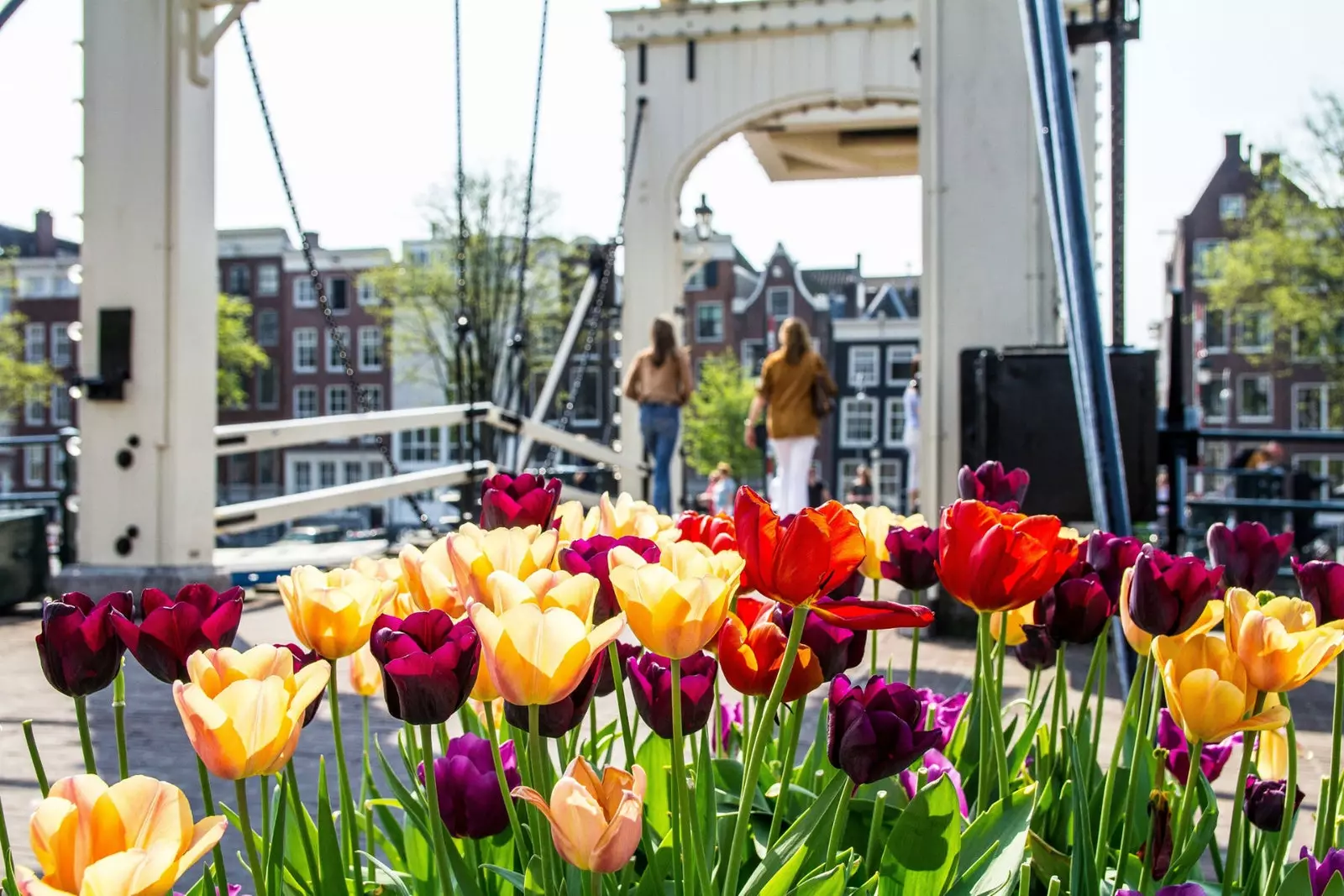 Ginn et keng frësch Tulpen méi um Bloemenmarkt