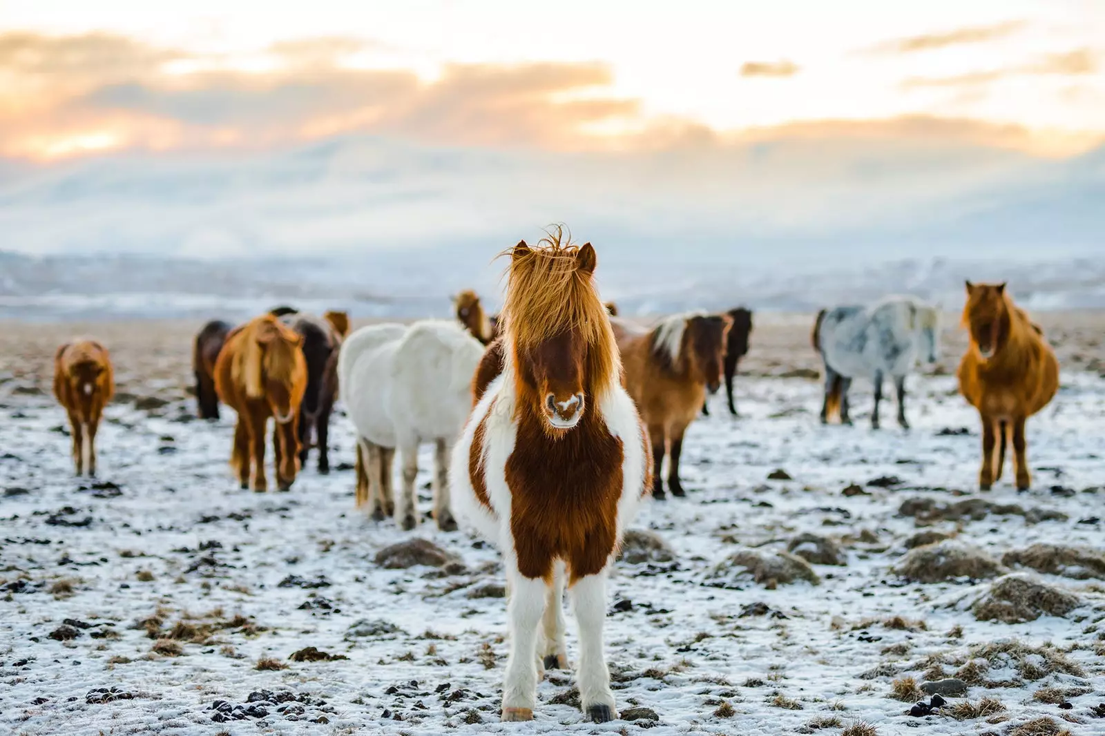 Chevaux en Islande