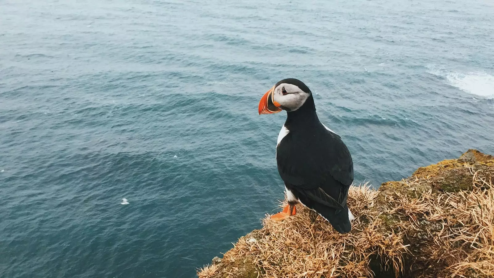 Dir kënnt Puffins tëscht Mee a September gesinn