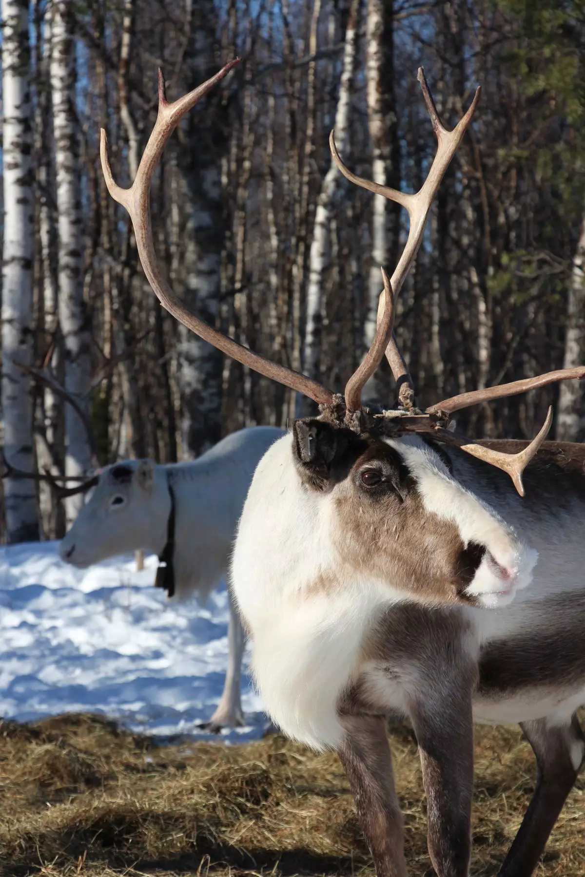 Reindeer Aurora Village