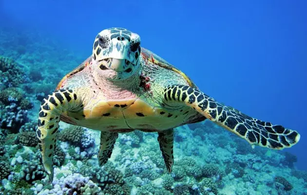 Surga Thanda di bumi berbentuk seperti pulau pribadi