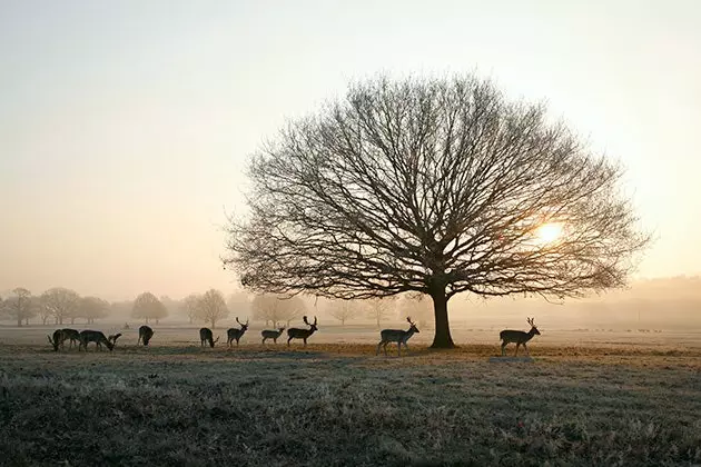 Gairdíní rúnda agus Sasana i gcomhar miotasach