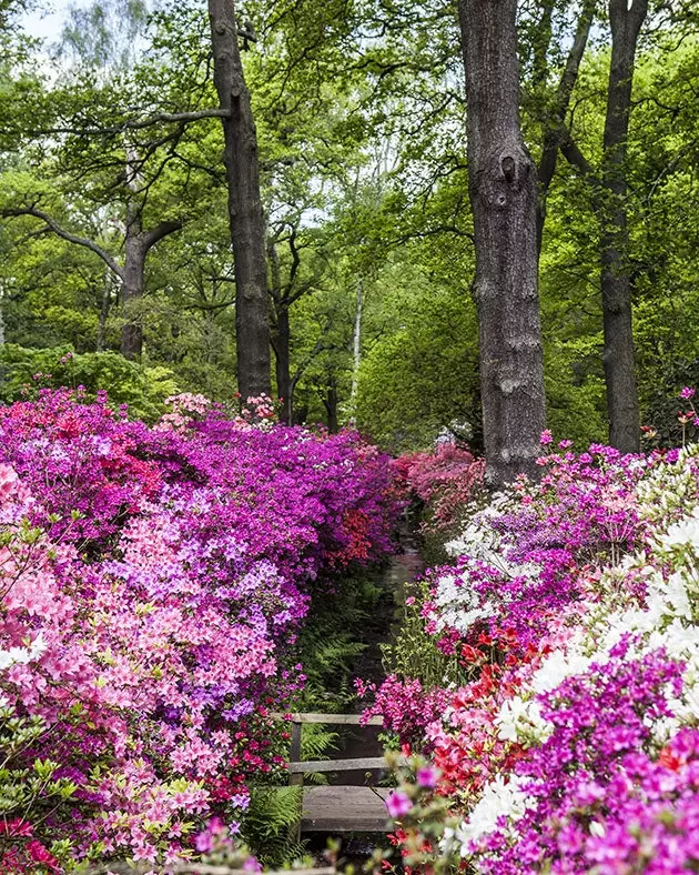 Izabelės plantacija Ričmondo parke