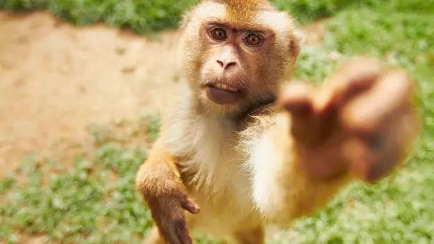 Vad du ska göra om du blir biten av en apa i Thailand